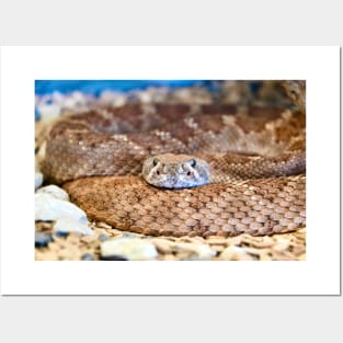 Snake VII / Swiss Artwork Photography Posters and Art